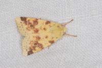 Cirrhia icteritia