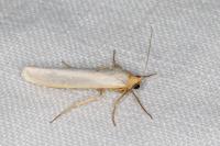 Eilema caniola