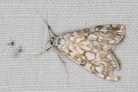Elophila nymphaeata
