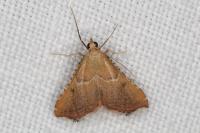 Endotricha flammealis