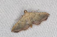 Endotricha flammealis