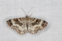Epirrhoe alternata