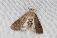 Parapoynx stratiotata