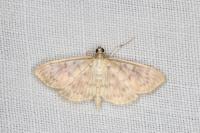 Patania ruralis