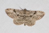 Peribatodes rhomboidaria