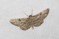 Peribatodes rhomboidaria