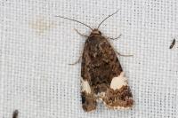 Tyta luctuosa