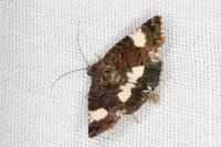 Tyta luctuosa