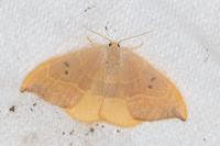 Watsonalla binaria