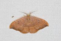 Watsonalla binaria