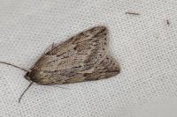 Pachycnemia hippocastanaria