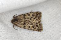 Tholera decimalis