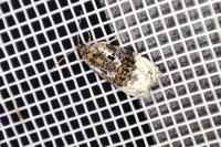 Apotomis betuletana