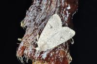 Xestia castanea