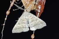Polypogon plumigeralis