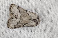 Trichiura crataegi