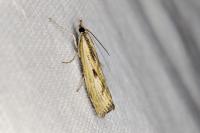 Agriphila inquinatella