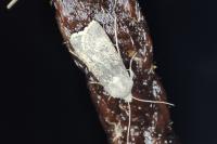 Agrotis segetum