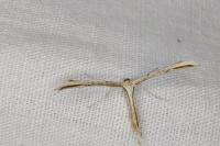 Emmelina monodactyla