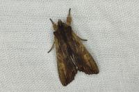 Lithophane semibrunnea