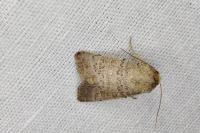 Hoplodrina ambigua