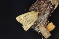 Amphipyra berbera/pyramidea
