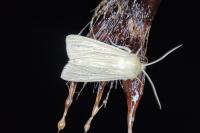 Mythimna pallens