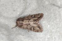 Luperina testacea