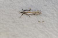 Crambus pascuella