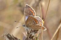 Polyommatus icarus