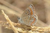 Aricia agestis