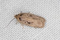 Agonopterix yeatiana