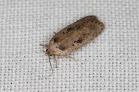 Agonopterix yeatiana