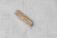 Agriphila geniculea
