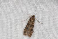 Nomophila noctuella