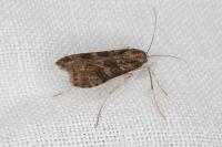 Nomophila noctuella