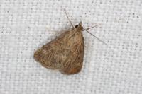 Pyrausta despicata