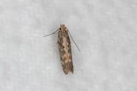 Scrobipalpa ocellatella