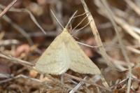 Aspitates ochrearia