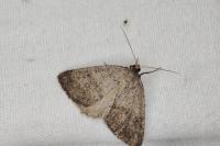 Pachycnemia tibiaria
