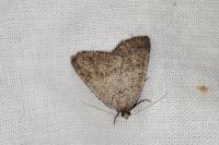 Pachycnemia tibiaria