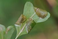 Parornix anglicella