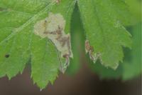 Stigmella hybnerella