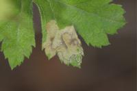 Stigmella hybnerella