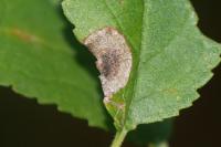 Stigmella plagicolella