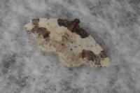 Ligdia adustata