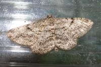 Peribatodes rhomboidaria