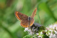 Aricia agestis