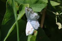 Scopula ornata