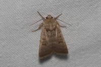 Hoplodrina ambigua